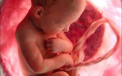 Videos des mouvements d&rsquo;un enfant dans le ventre de sa mère.