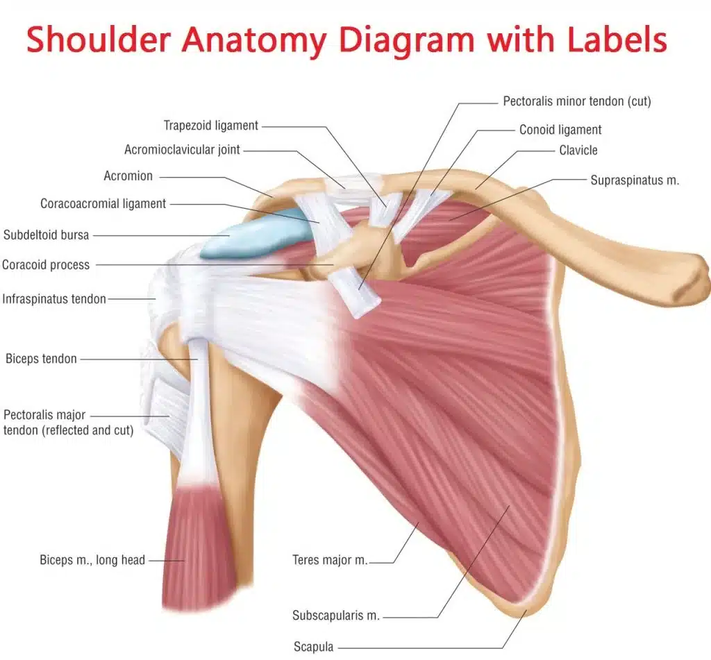 Schéma anatomique de l’épaule (coiffe, bourses, ligaments)